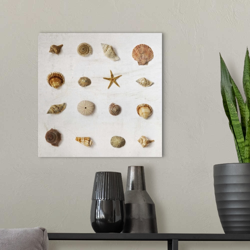 A modern room featuring Photograph of different seashells lined up in rows.