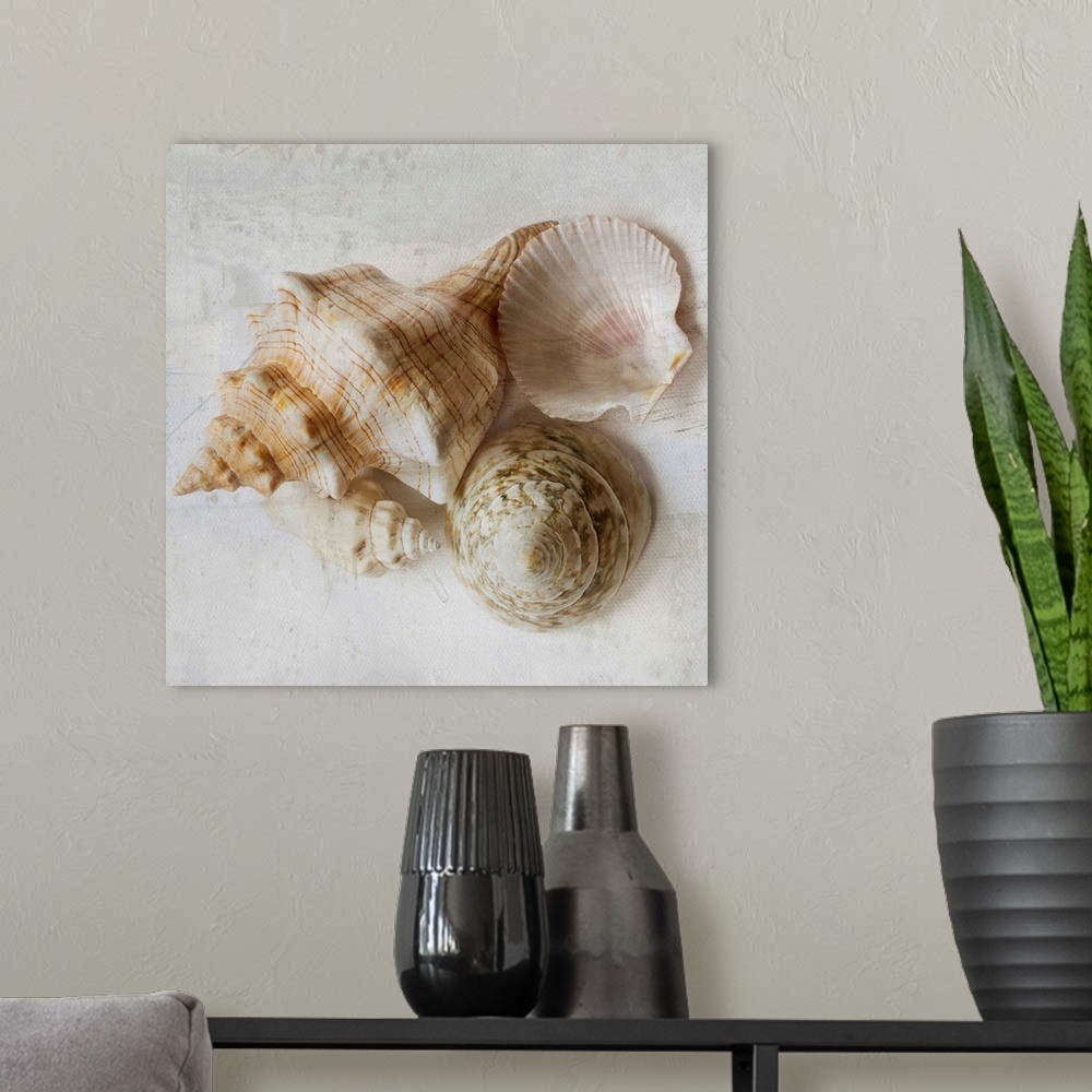 A modern room featuring Weathered looking photograph of a group of ornate seashells.