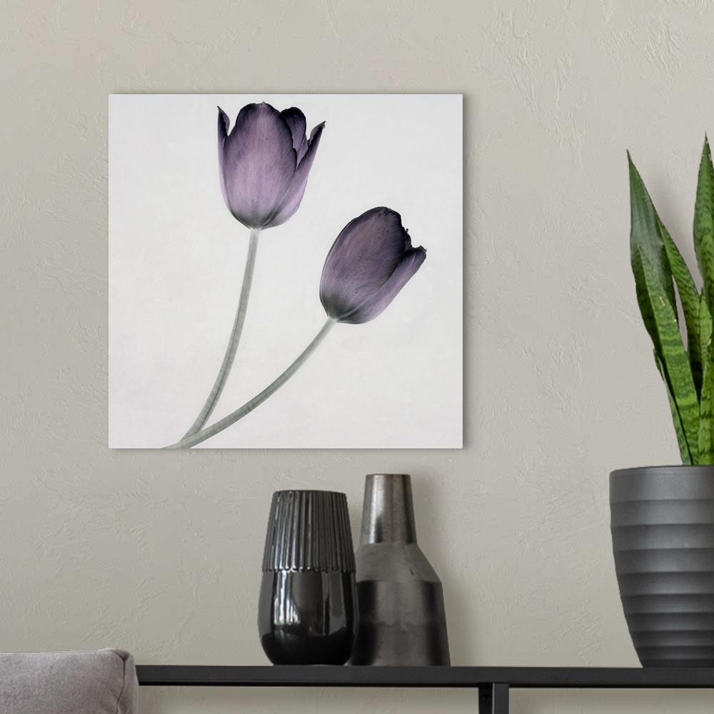 A modern room featuring Tulip IV