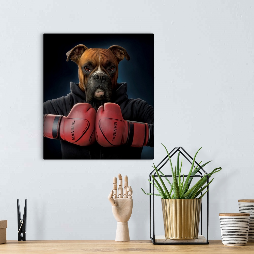 A bohemian room featuring Boxer