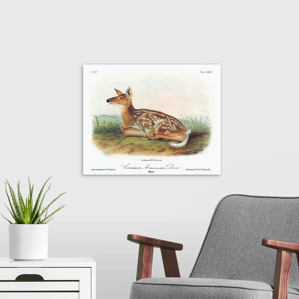 A modern room featuring A white-tailed deer fawn (Odocoileus virginianus). Lithograph, c1851, after a painting by John Wo...