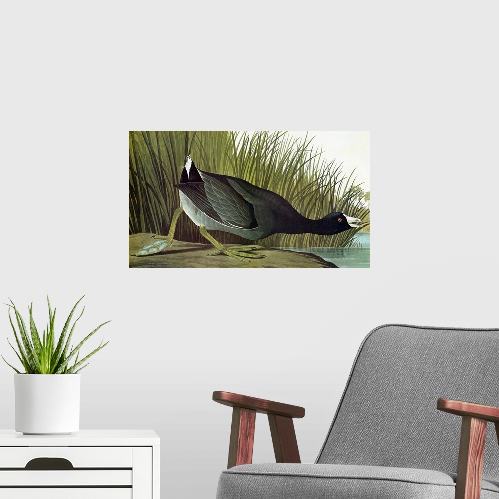 A modern room featuring American Coot, or Mudhen (Fulica americana). Engraving after John James Audubon for his 'Birds of...