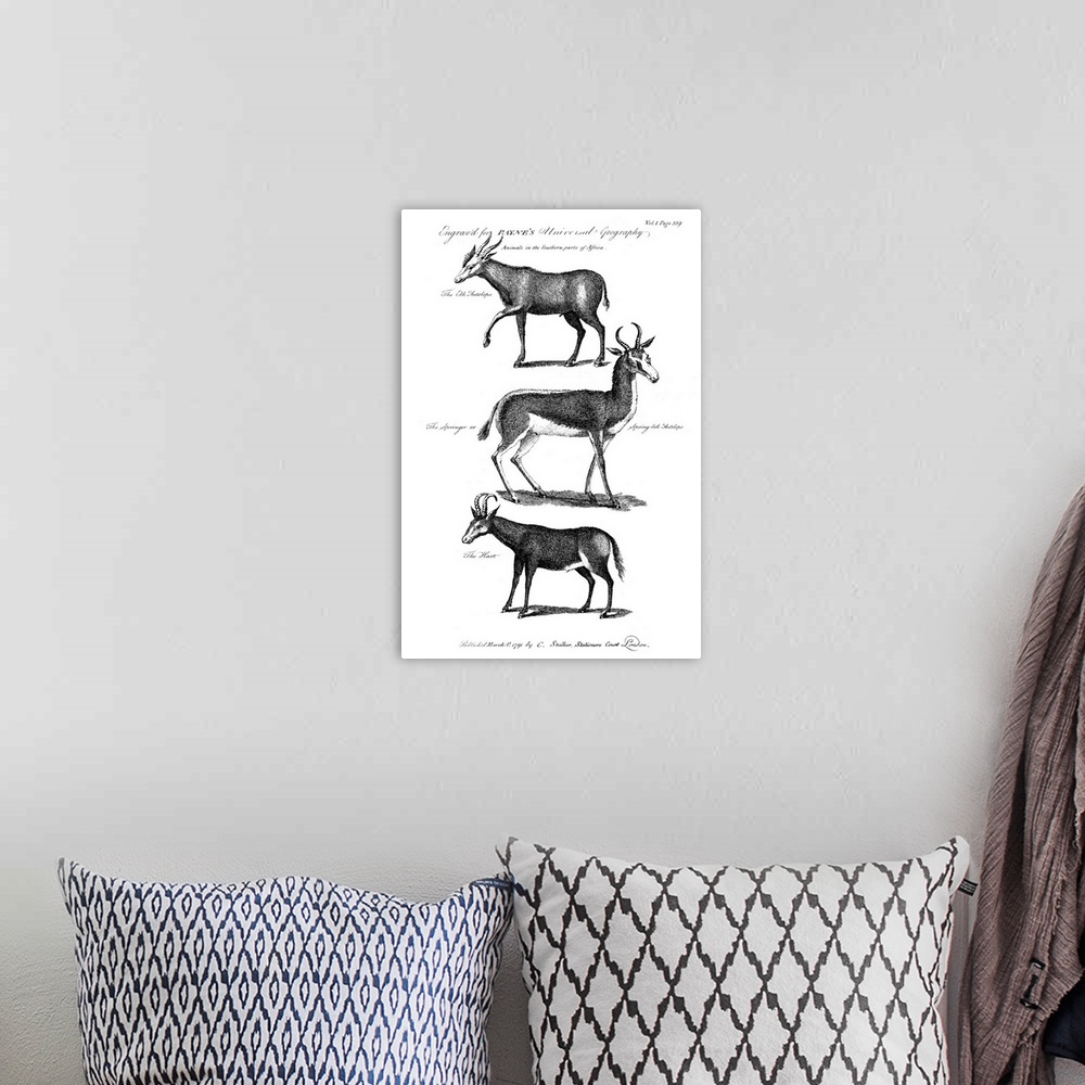 A bohemian room featuring Antelopes. Elk Antelope, Springbok, And Hartebeest, Antelopes Of Southern Africa. Line Engraving,...