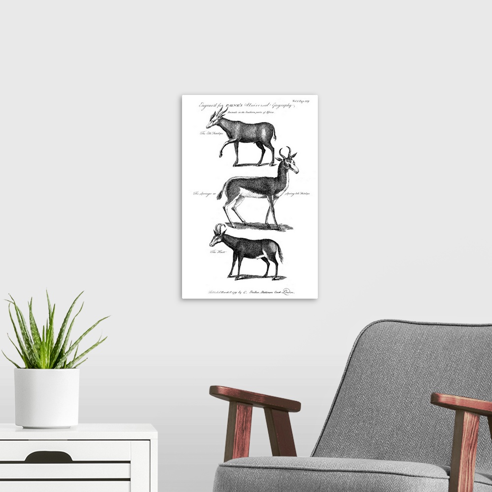 A modern room featuring Antelopes. Elk Antelope, Springbok, And Hartebeest, Antelopes Of Southern Africa. Line Engraving,...