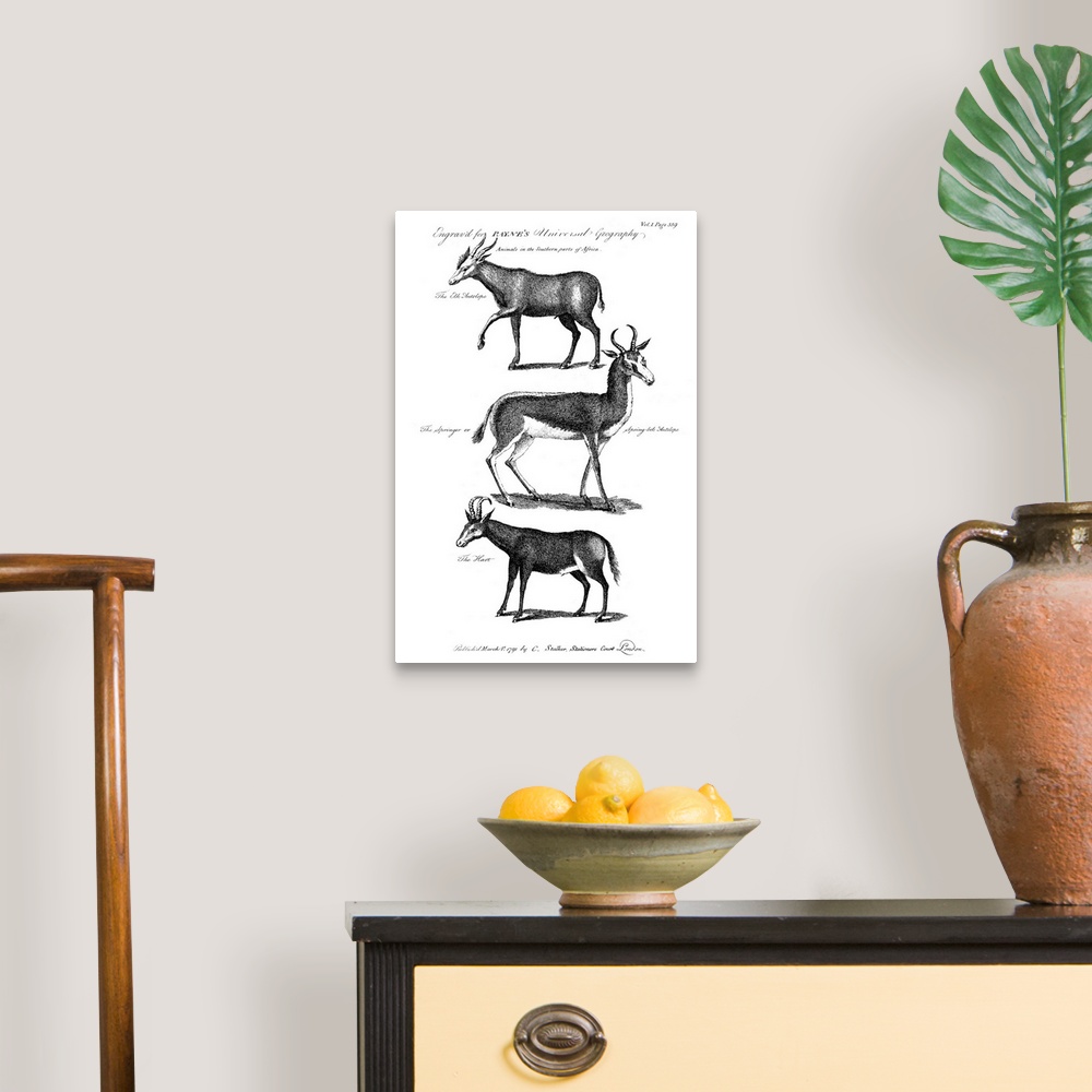A traditional room featuring Antelopes. Elk Antelope, Springbok, And Hartebeest, Antelopes Of Southern Africa. Line Engraving,...