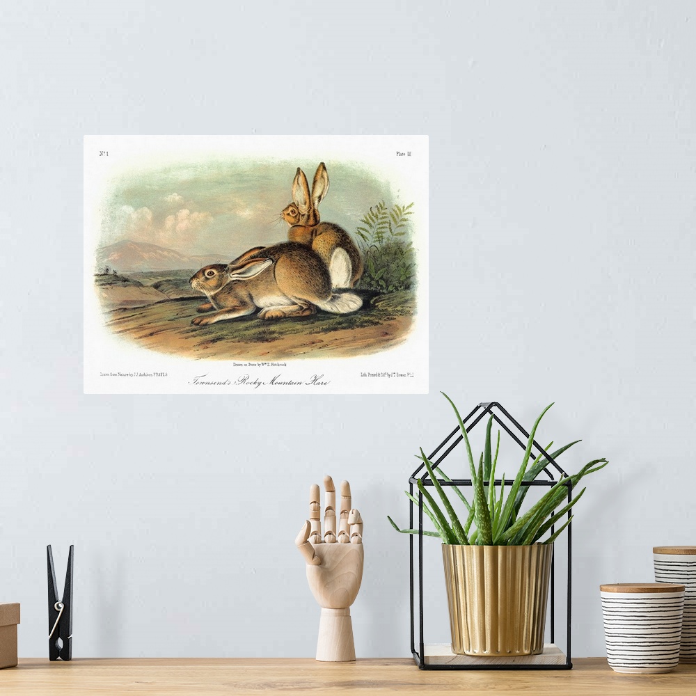 A bohemian room featuring Townsend's Rocky Mountain hare, or white-tailed jackrabbit (Lepus townsendii). Lithograph, c1849,...