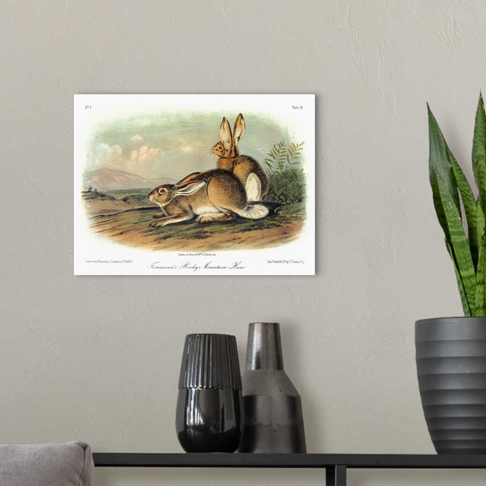 A modern room featuring Townsend's Rocky Mountain hare, or white-tailed jackrabbit (Lepus townsendii). Lithograph, c1849,...