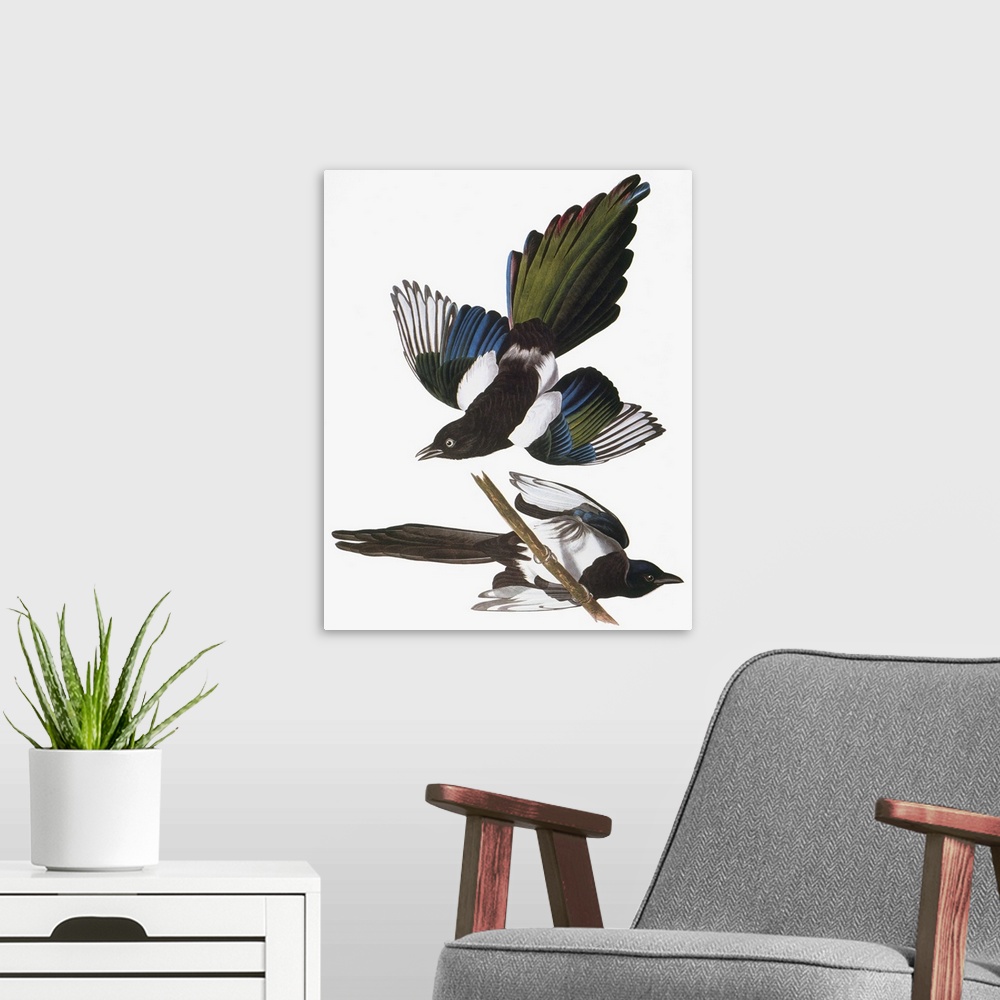 A modern room featuring Black-billed Magpie (Pica pica), from John James Audubon's 'The Birds of America,' 1827-1838.