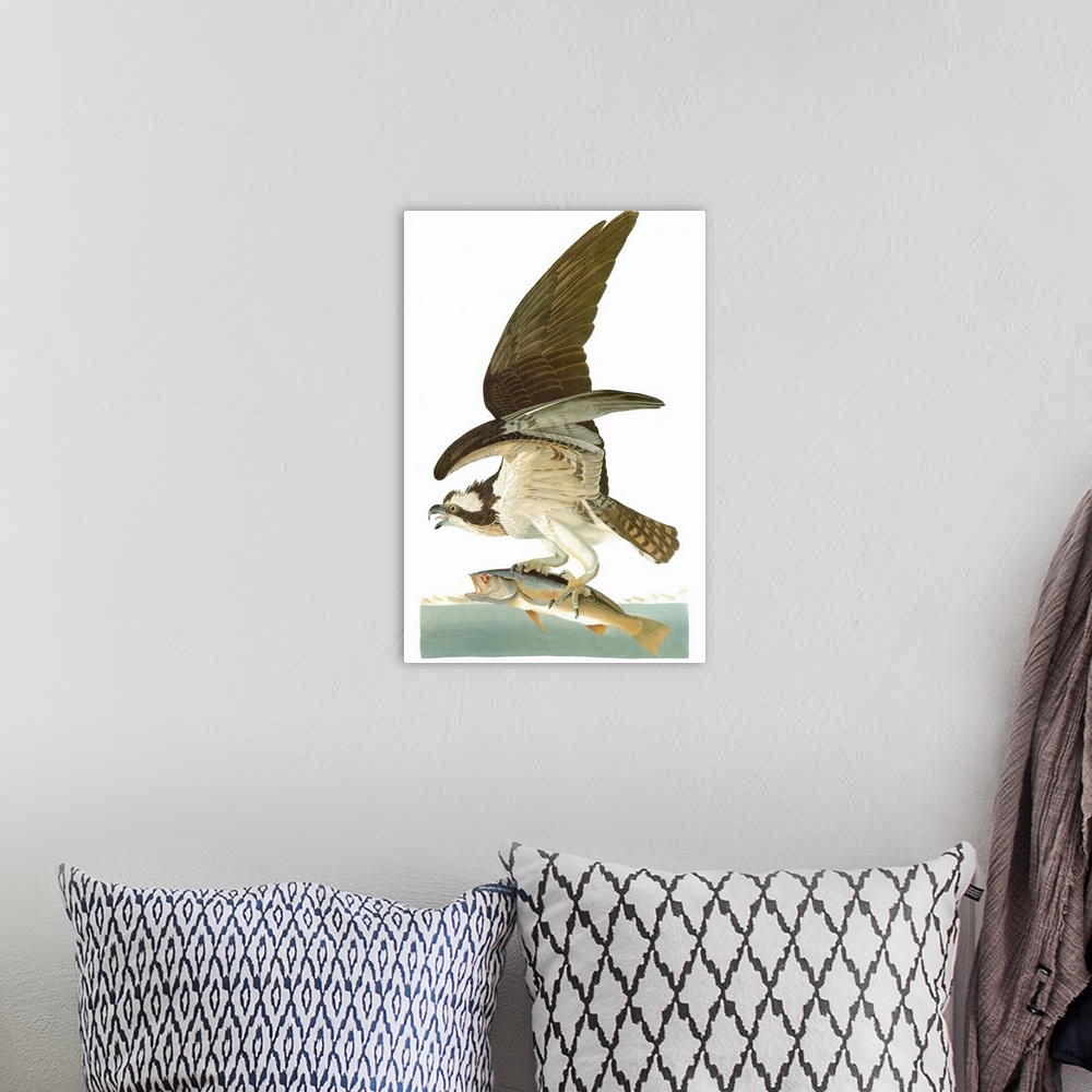 A bohemian room featuring Osprey, or Fish Hawk (Pandion haliaetus), after John James Audubon for his 'Birds of America,' 18...