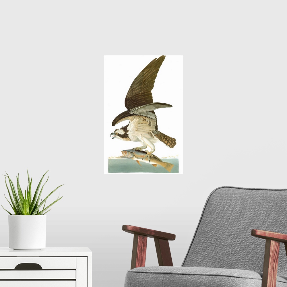 A modern room featuring Osprey, or Fish Hawk (Pandion haliaetus), after John James Audubon for his 'Birds of America,' 18...