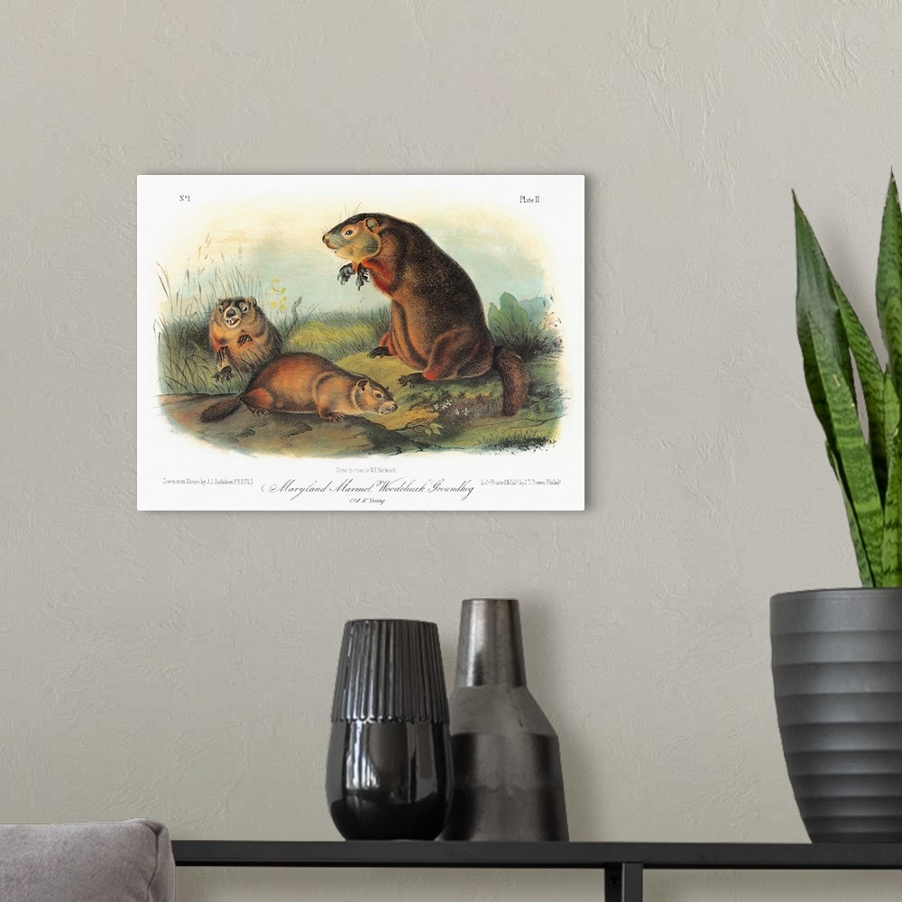 A modern room featuring Maryland marmot, also known as a woodchuck or groundhog (Marmota monax, formerly Arctomys monax)....