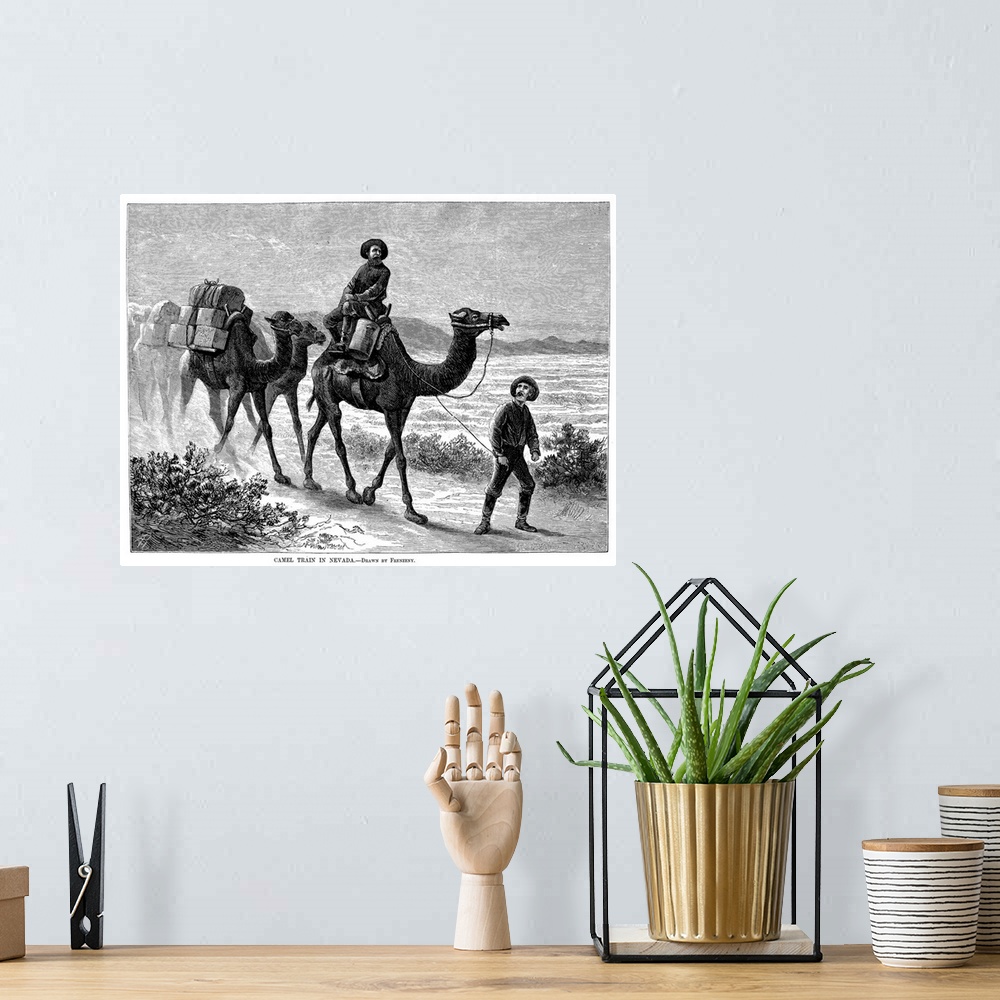 A bohemian room featuring Camel Caravan, 1877. Descendants Of the Surviving Pair Of Camels Of the Original 'Camel Express' ...