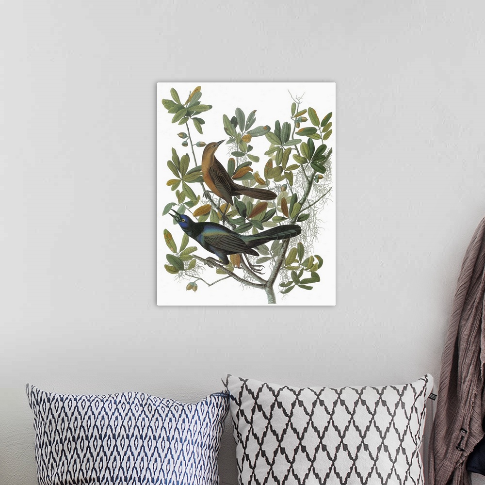 A bohemian room featuring Female (top) and male Boat-tailed Grackle (Quiscalus major). Originally an engraving after John J...