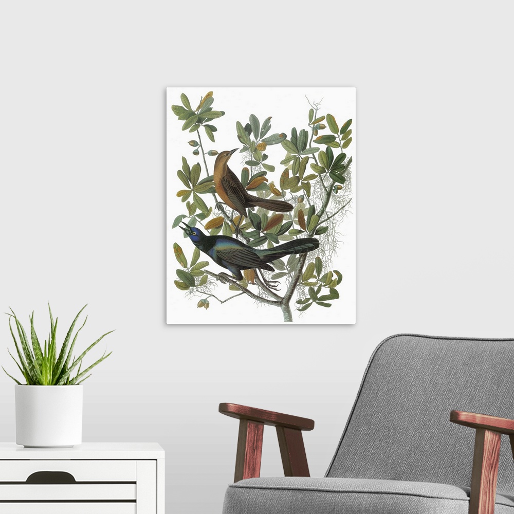 A modern room featuring Female (top) and male Boat-tailed Grackle (Quiscalus major). Originally an engraving after John J...
