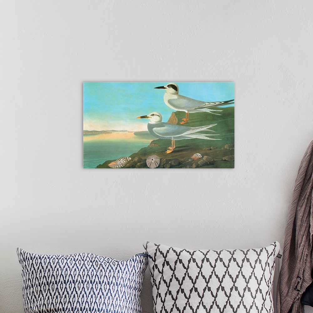 A bohemian room featuring Forster's Tern (Sterna forsteri), top, and Snowy-crowned, or Trudeau's, Tern (Sterna trudeaui). E...