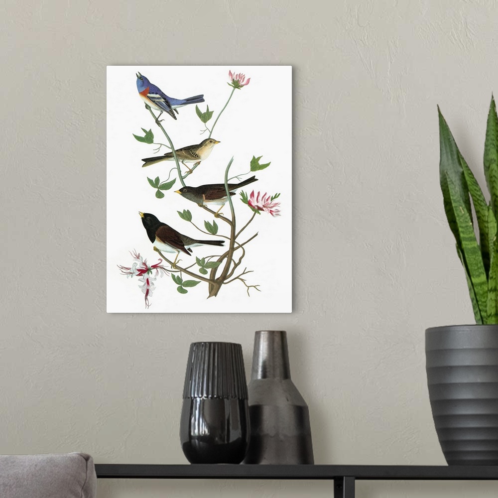 A modern room featuring From top: Lazuli Bunting (Passerina amoena), Clay-colored Sparrow (Spizella pallida), and two Dar...