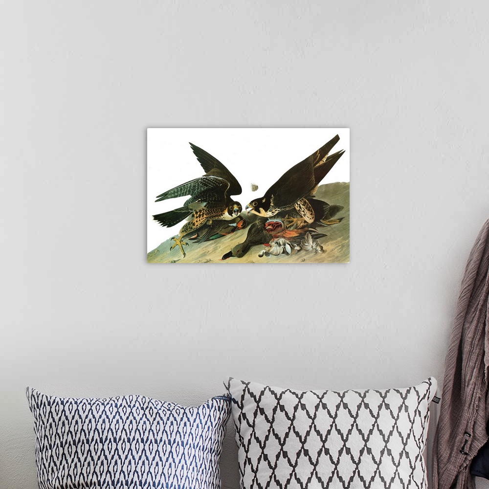 A bohemian room featuring Peregrine Falcon, or Duck Hawk (Falco peregrinus). Engraving after John James Audubon for his 'Bi...
