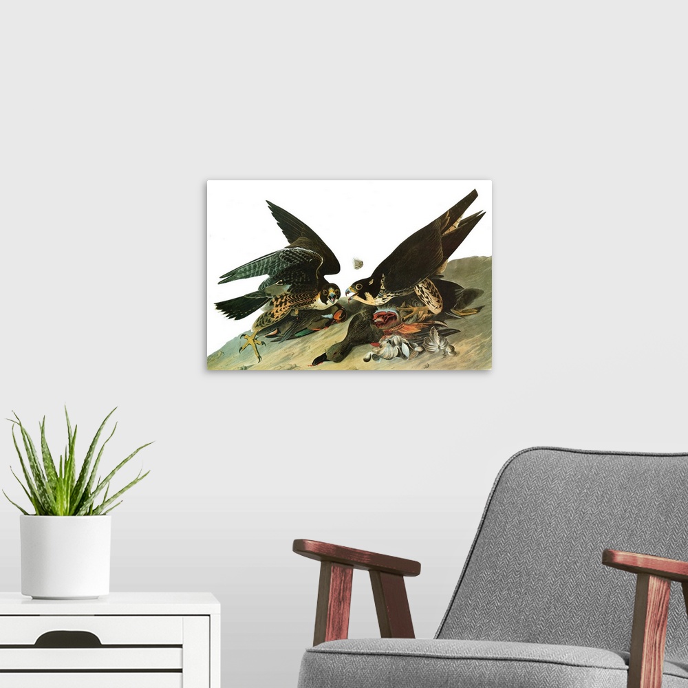 A modern room featuring Peregrine Falcon, or Duck Hawk (Falco peregrinus). Engraving after John James Audubon for his 'Bi...