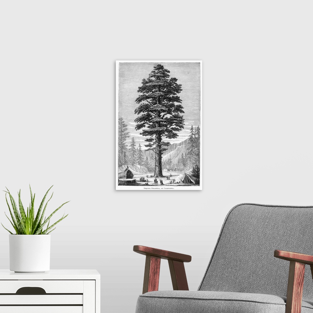 A modern room featuring Botany, Sequoia Tree. Sequoia Gigantea, Of California. Line Engraving, 19th Century.