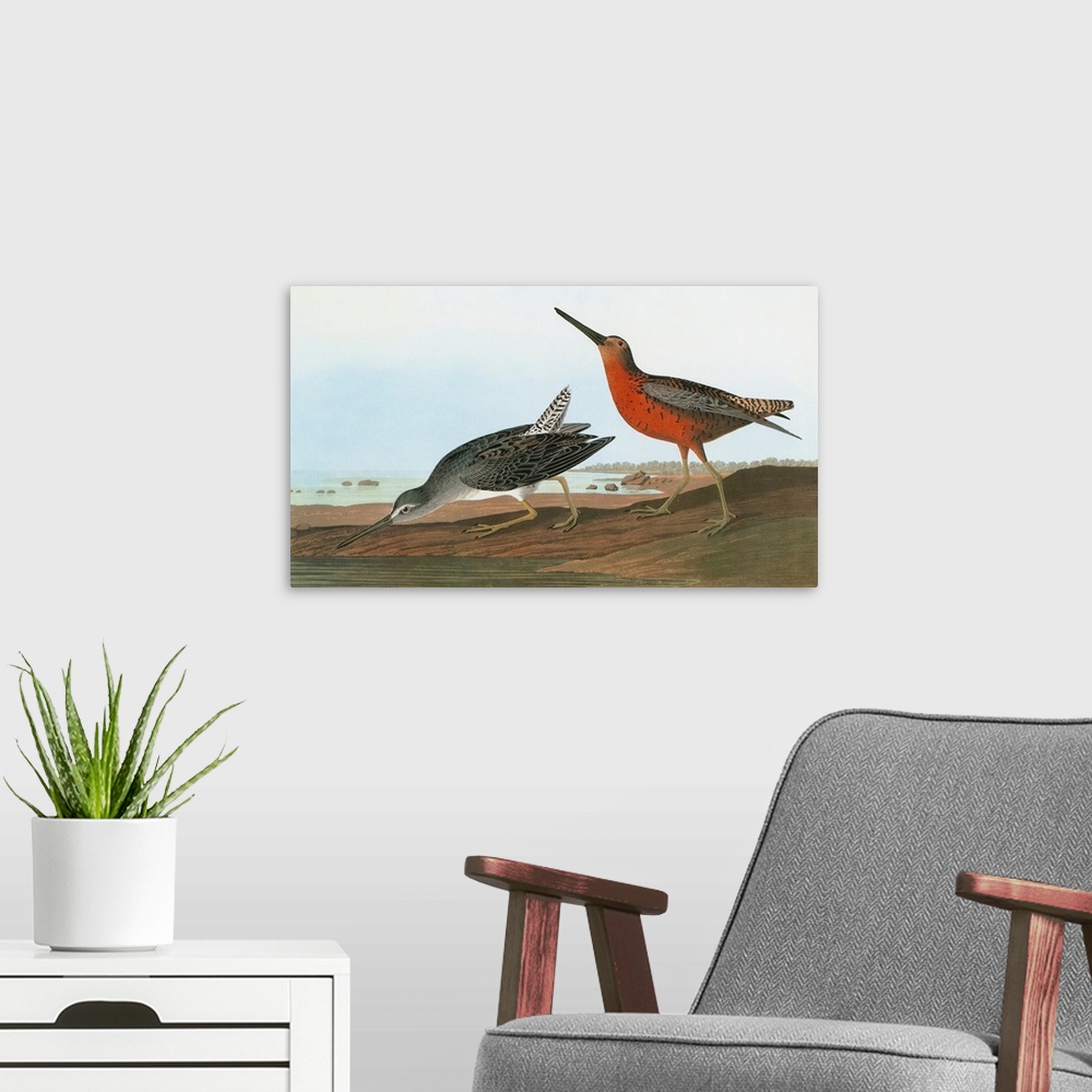 A modern room featuring Short-billed Dowitcher, or Red-breasted Snipe (Limnodromus griseus). Engraving after John James A...