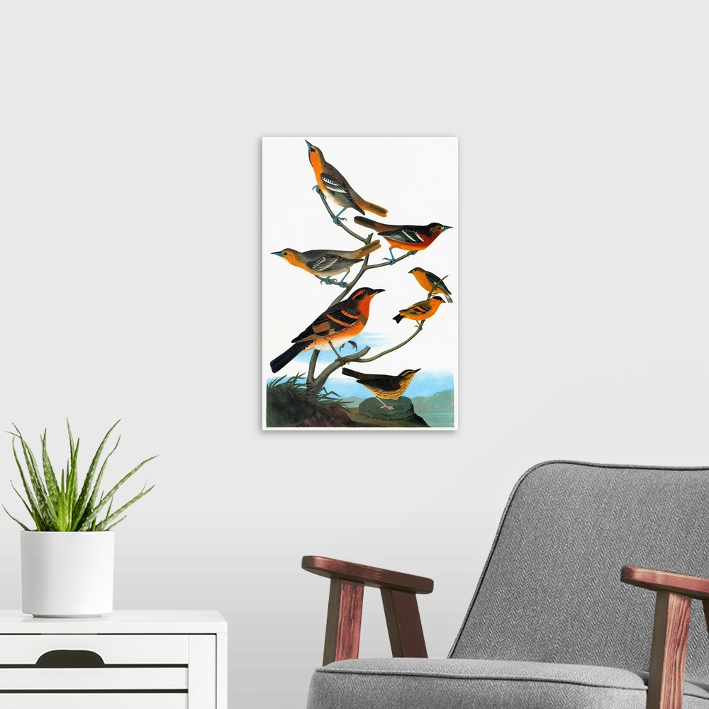 A modern room featuring From top: Two Bullock's Orioles (Icterus bullockii), facing left; female Baltimore Oriole (Icteru...