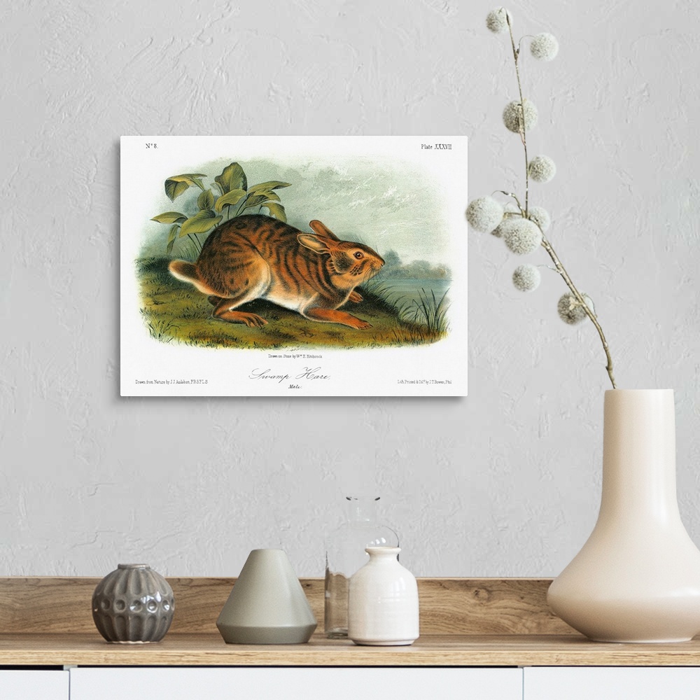 A farmhouse room featuring Swamp rabbit, or swamp hare (Sylvilagus aquaticus). Lithograph, c1849, after a painting by John J...