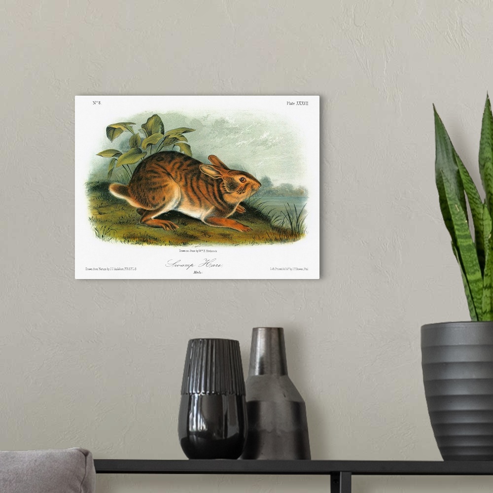 A modern room featuring Swamp rabbit, or swamp hare (Sylvilagus aquaticus). Lithograph, c1849, after a painting by John J...