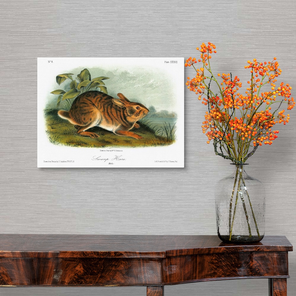 A traditional room featuring Swamp rabbit, or swamp hare (Sylvilagus aquaticus). Lithograph, c1849, after a painting by John J...