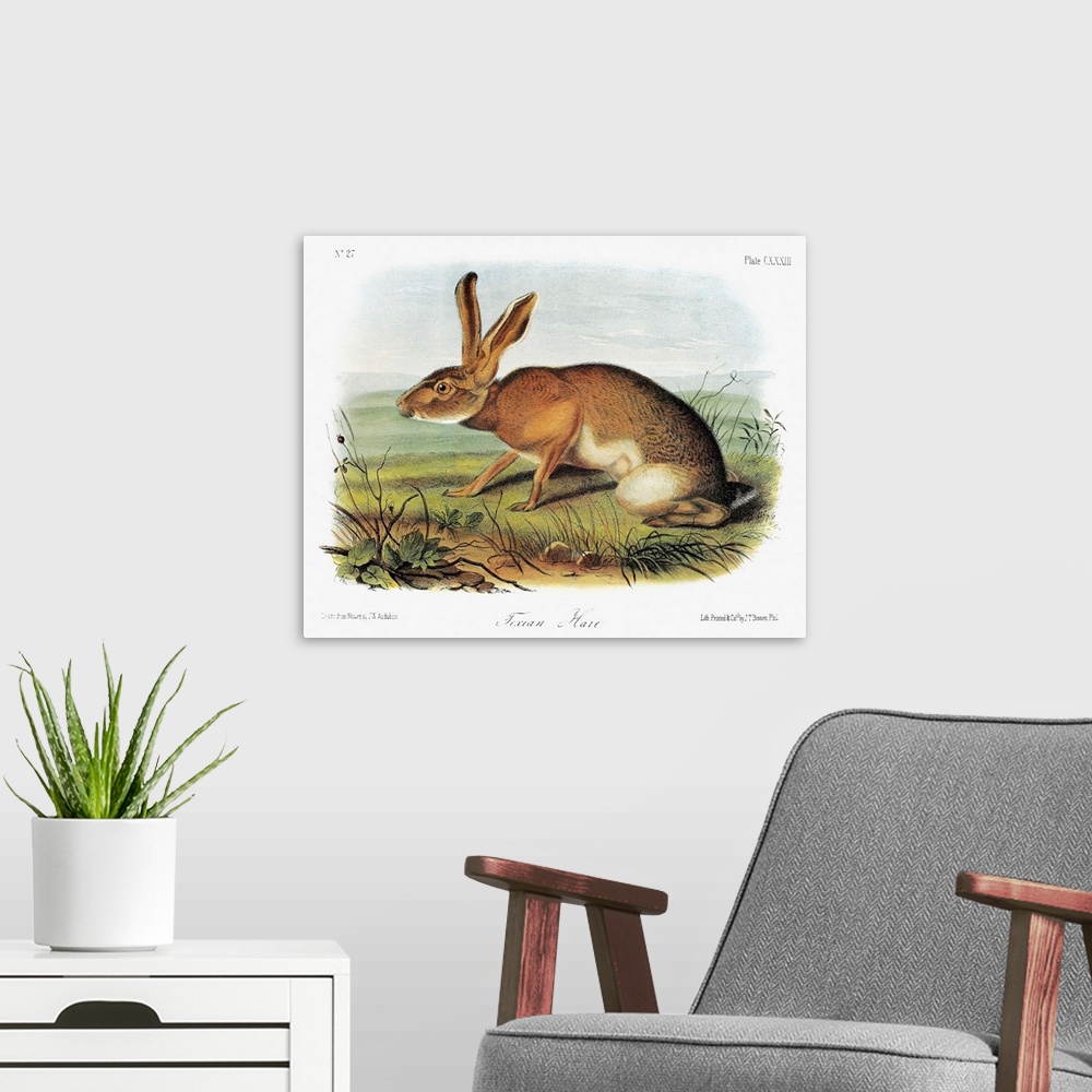 A modern room featuring Texas jackrabbit (Lepus californicus texianus), a subspecies of the black-tailed jackrabbit, or C...