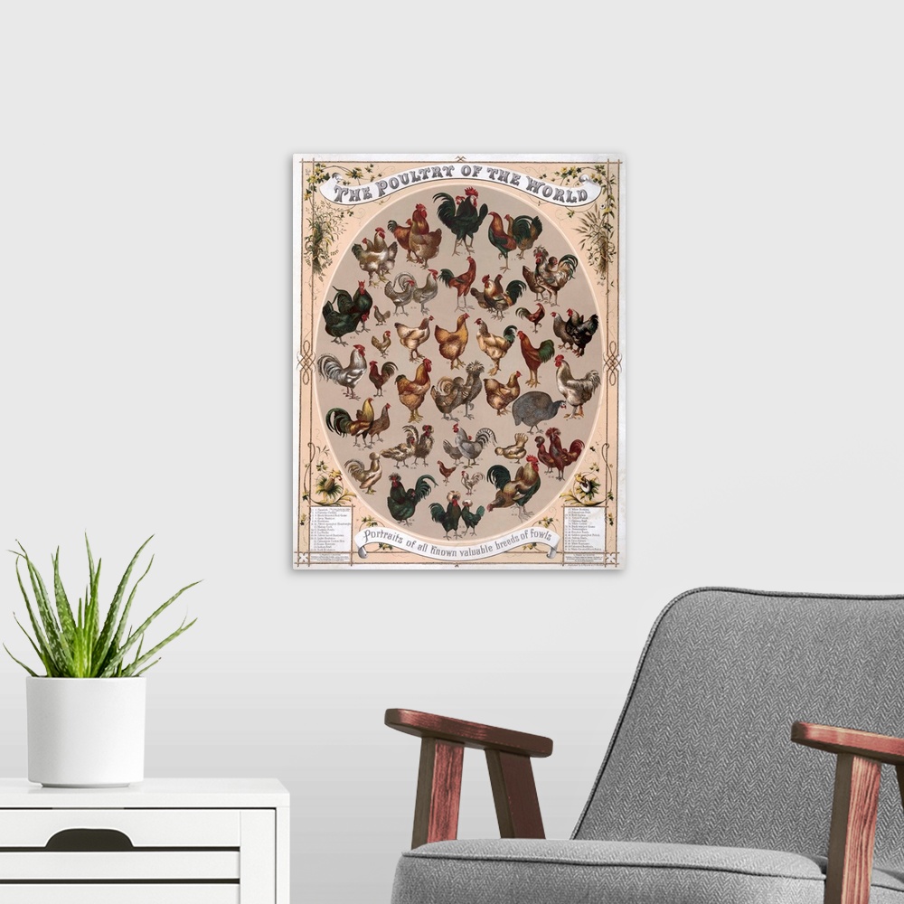 A modern room featuring 'The Poultry of the World - Portraits of all known valuable breeds of fowls.' Chromolithograph, c...