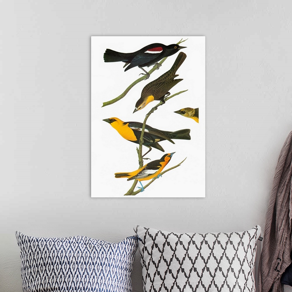 A bohemian room featuring Top to bottom: Tricolored Blackbird (Agelaius tricolor), Yellow-headed Blackbird (Xanthocephalus ...