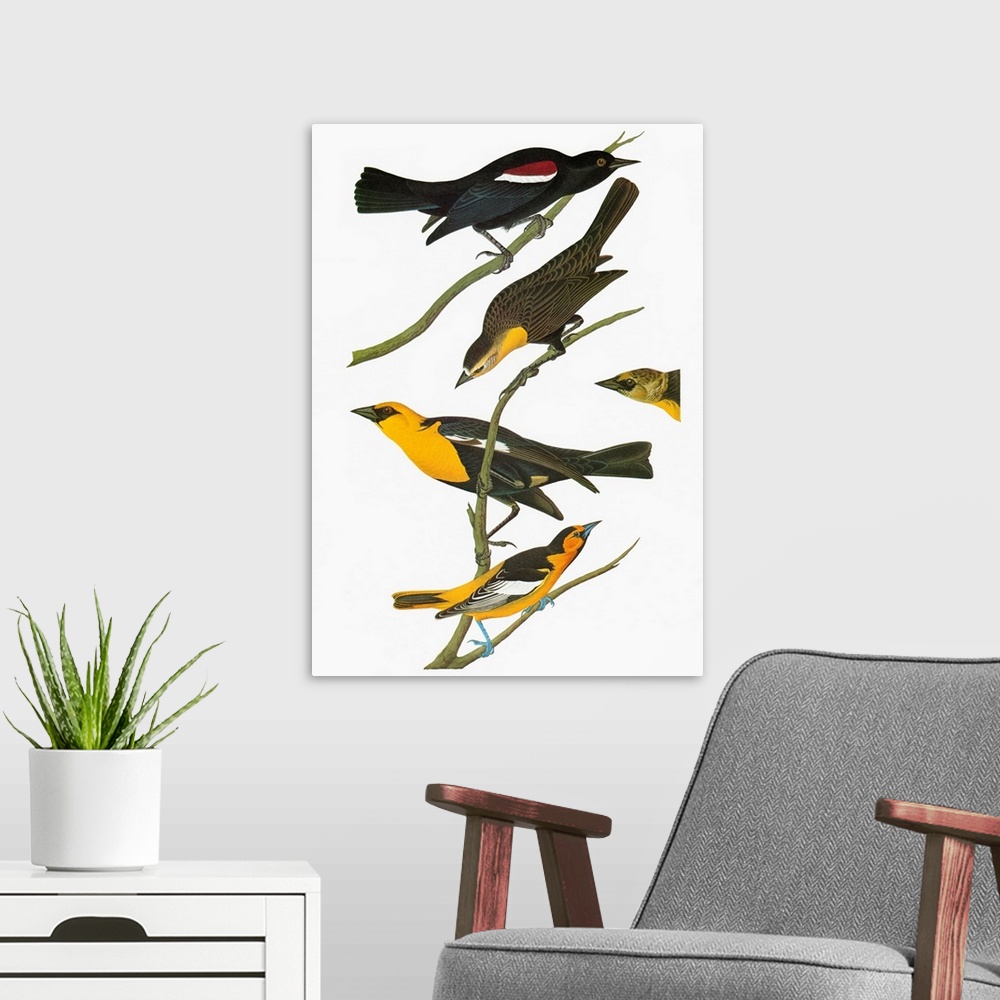 A modern room featuring Top to bottom: Tricolored Blackbird (Agelaius tricolor), Yellow-headed Blackbird (Xanthocephalus ...