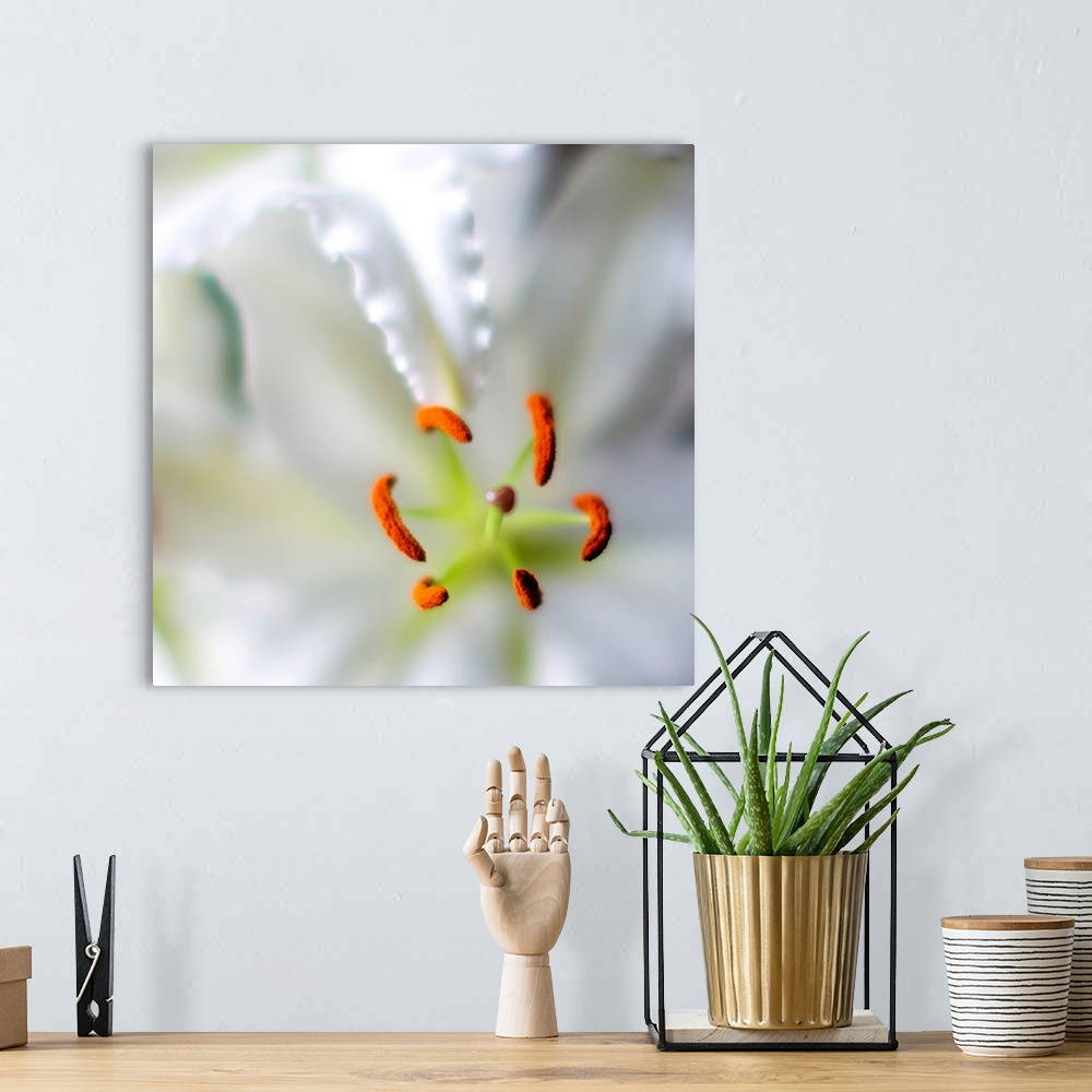 A bohemian room featuring A square close-up photograph of the pistil of a white lily.