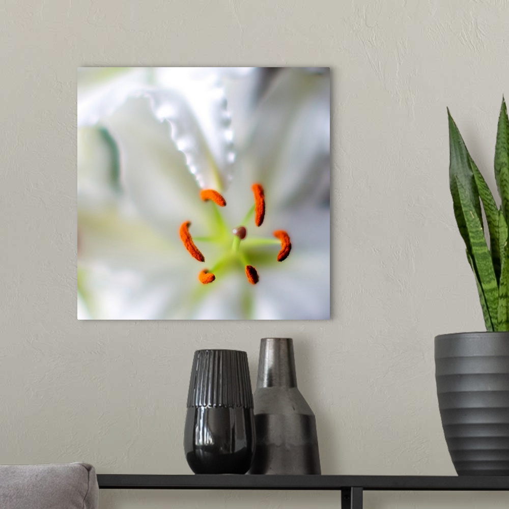 A modern room featuring A square close-up photograph of the pistil of a white lily.
