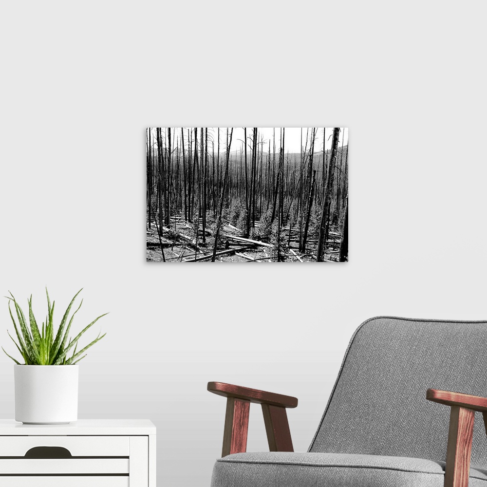 A modern room featuring Black and white photograph of a forest of bare tree trunks with young trees growing throughout.