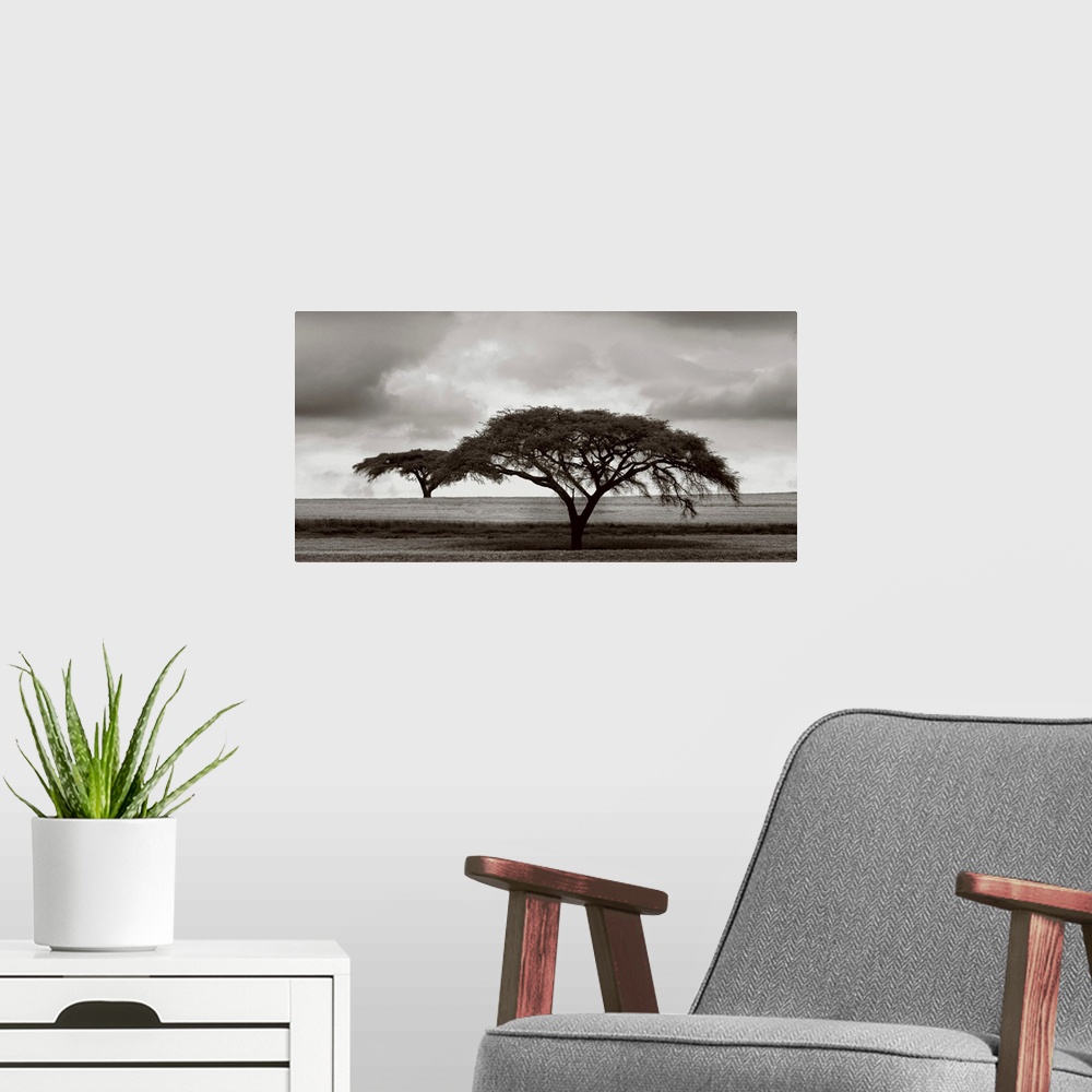 A modern room featuring Acacia Trees