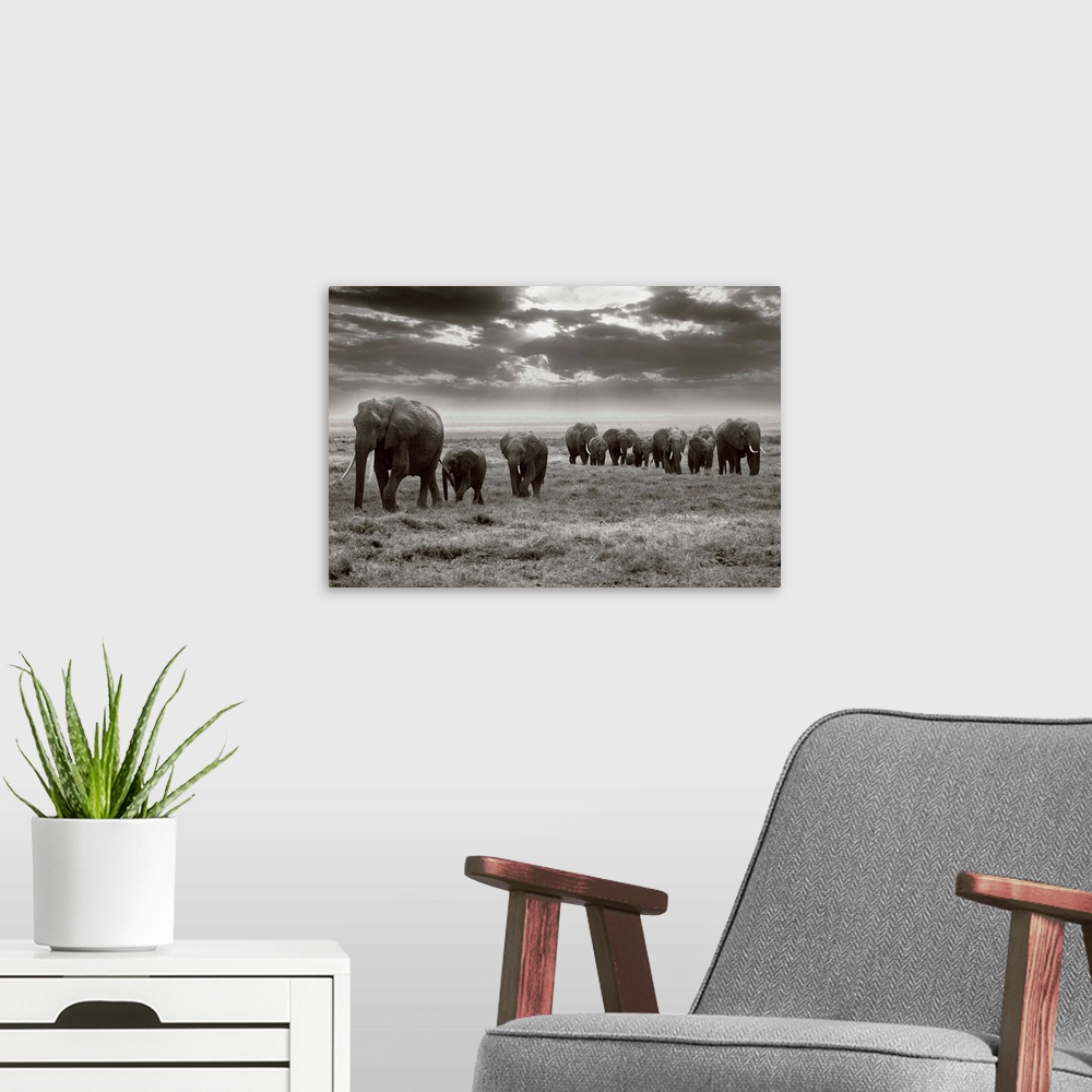 A modern room featuring Amboseli Elephants