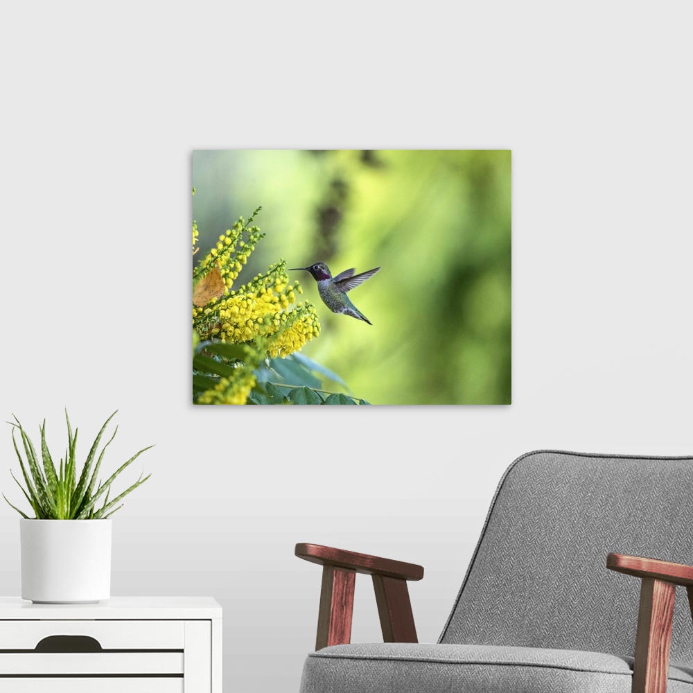 A modern room featuring A photograph of a hummingbird hovering up to a group of flowers.