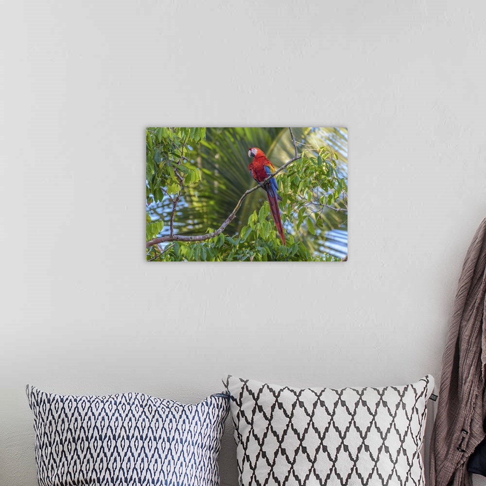 A bohemian room featuring Macaw Perch