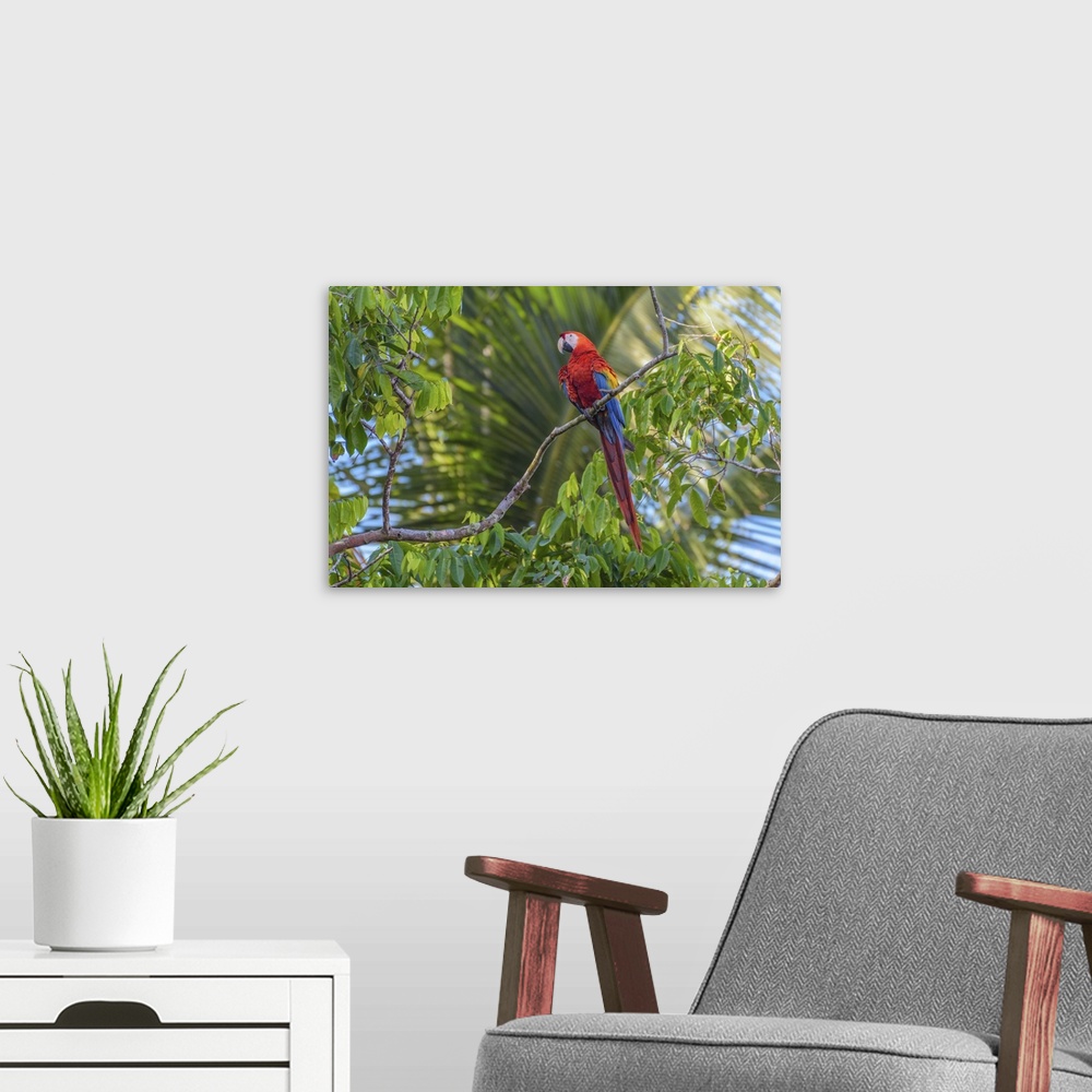 A modern room featuring Macaw Perch