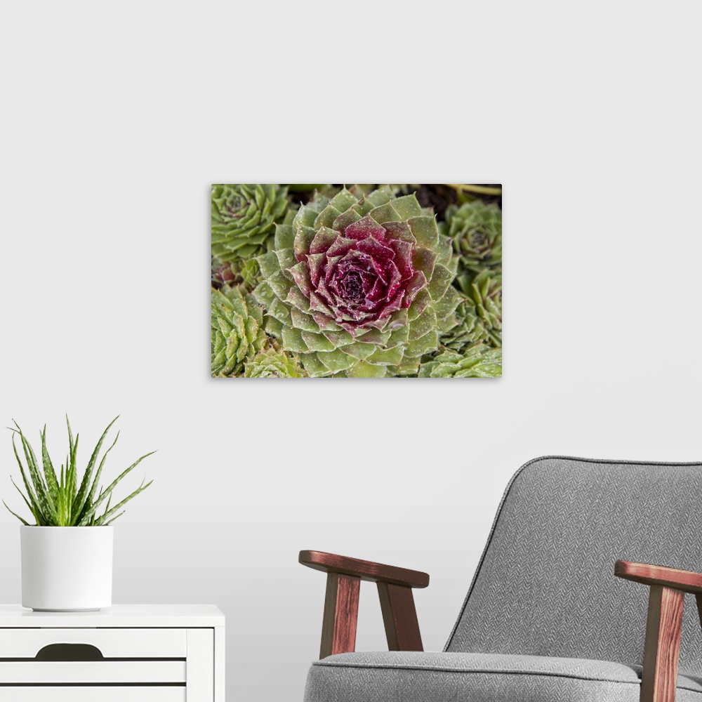 A modern room featuring Red Succulents