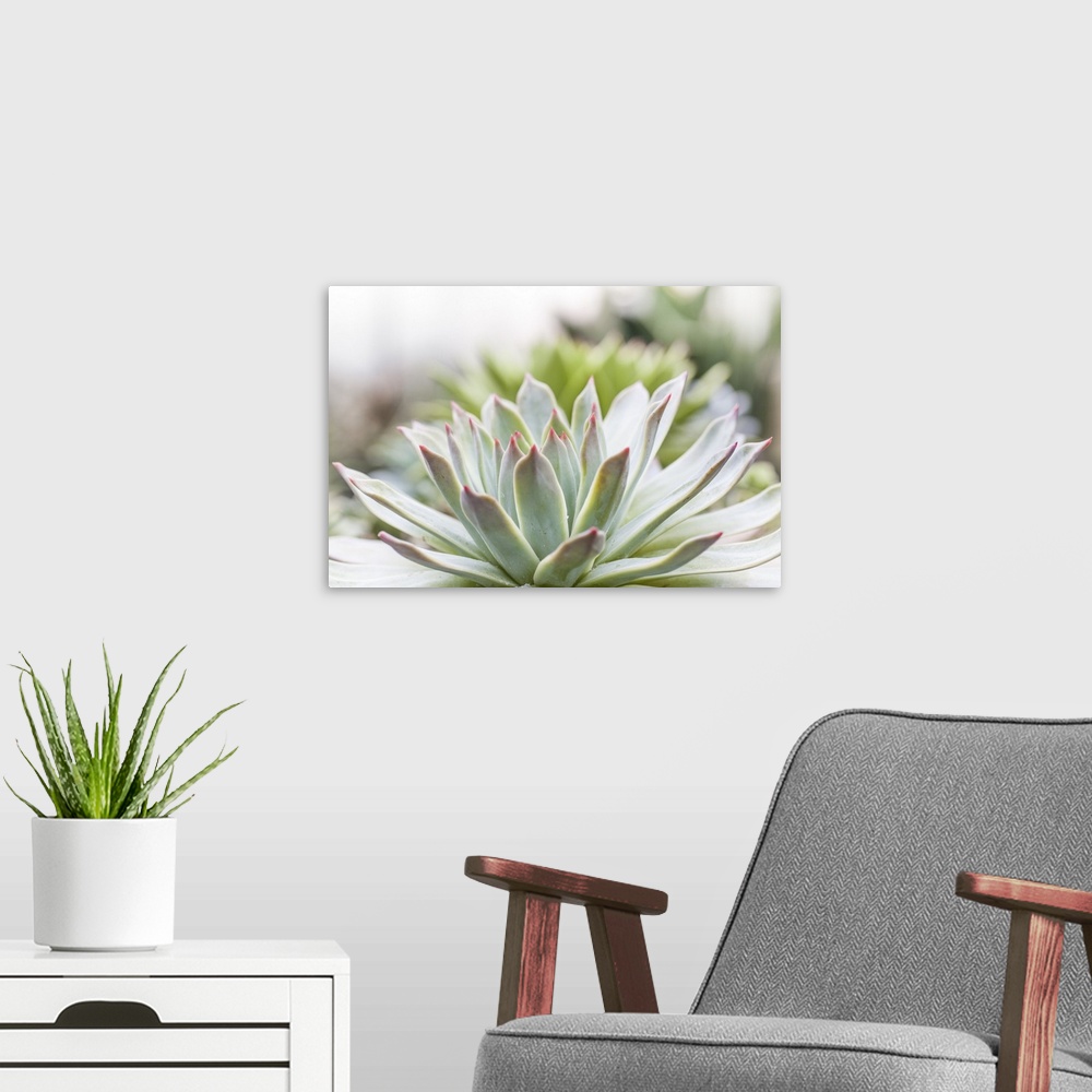 A modern room featuring Succulent Study I