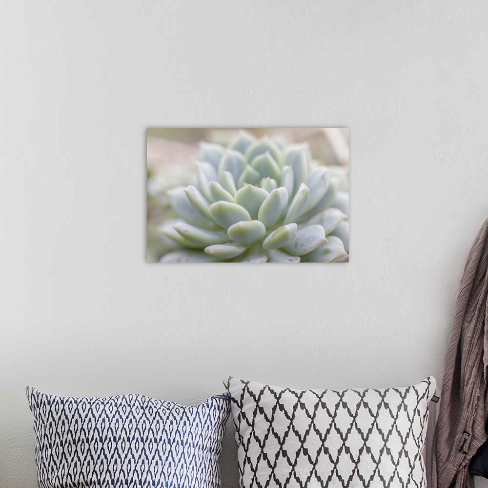 A bohemian room featuring Succulent Study II