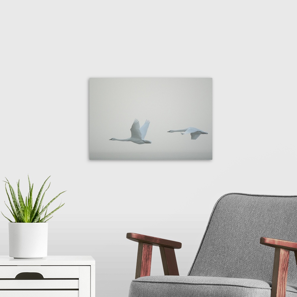 A modern room featuring Swan Song