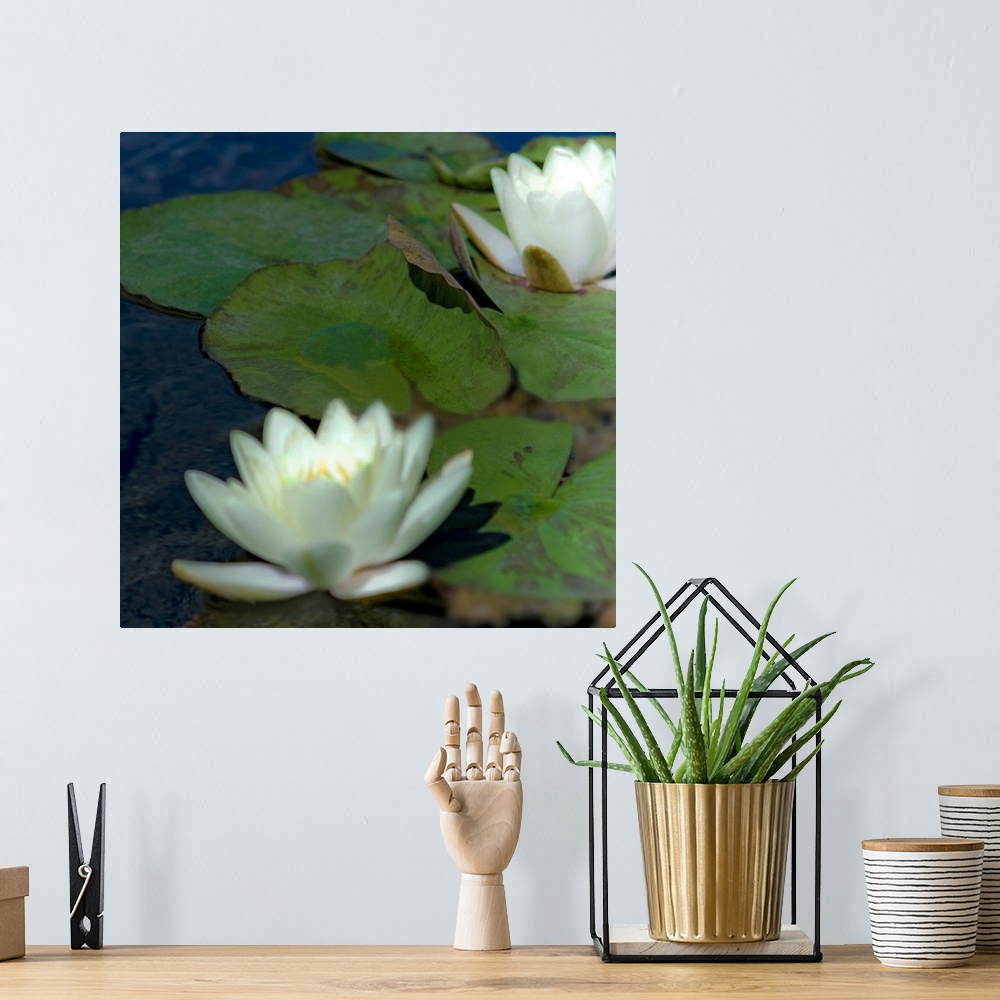 A bohemian room featuring Water Lilies I
