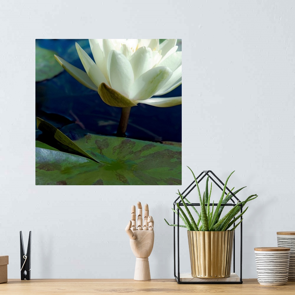A bohemian room featuring Water Lilies II