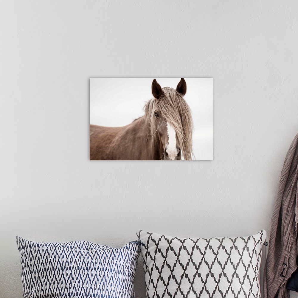 A bohemian room featuring Photograph of a muted horse up close with its mane covering half of its face and one eye on a sol...