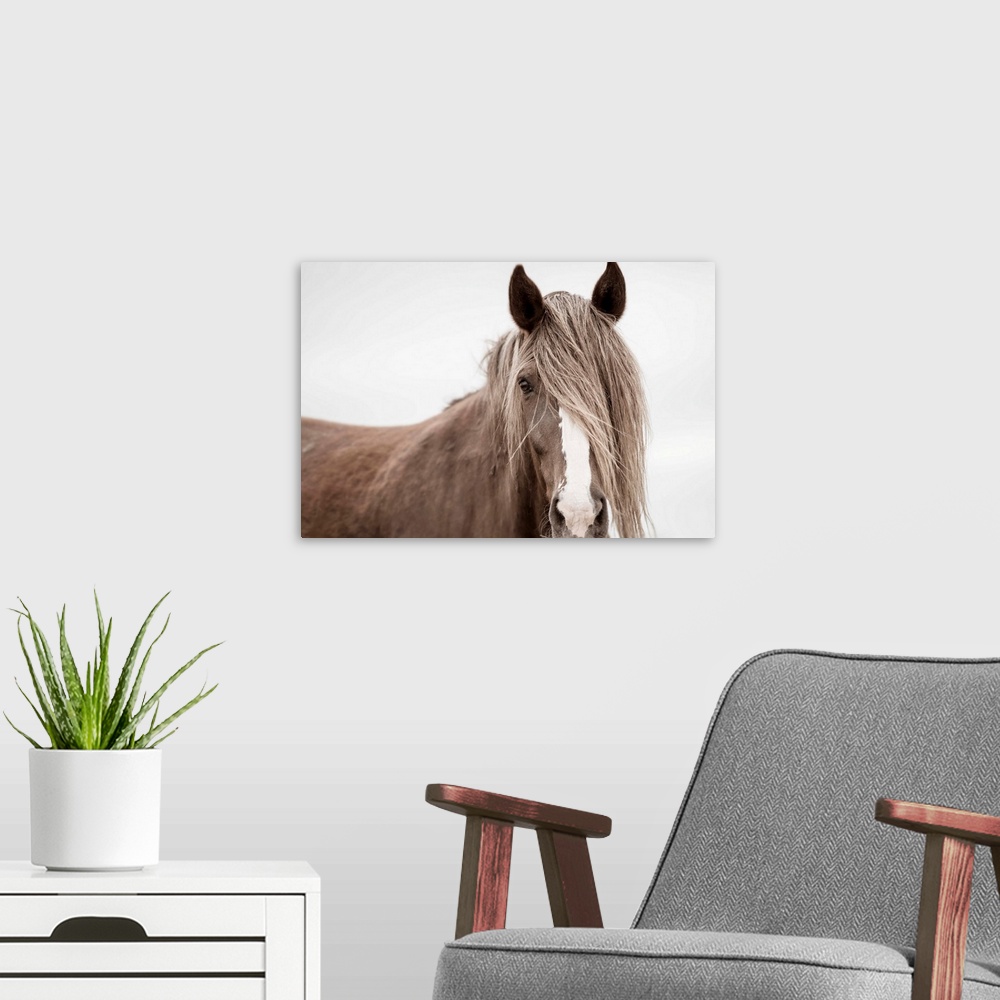 A modern room featuring Photograph of a muted horse up close with its mane covering half of its face and one eye on a sol...