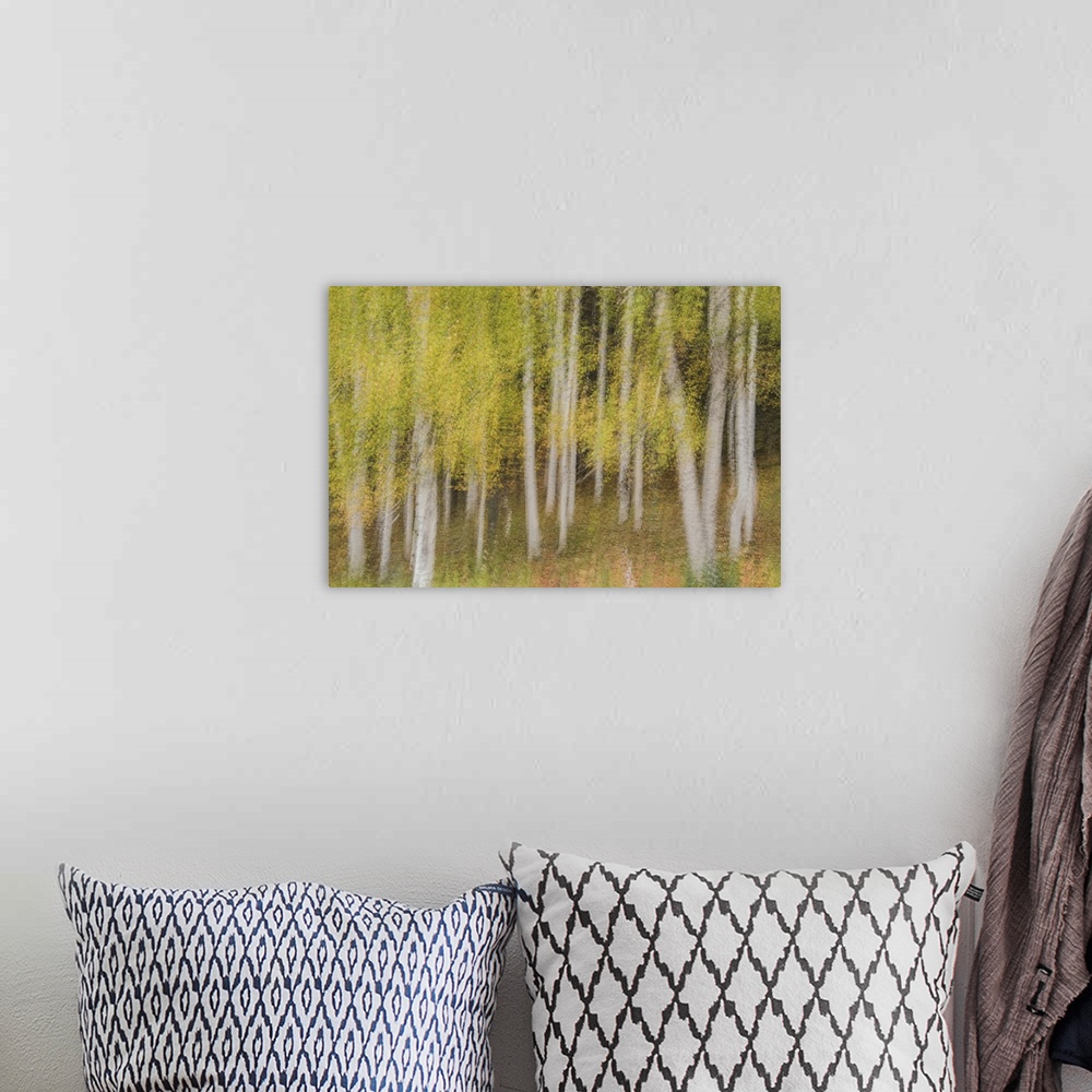 A bohemian room featuring Blurred motion image of slender aspen trees in the White Mountains of New Hampshire.