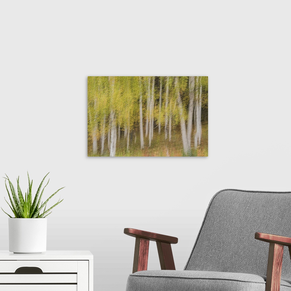 A modern room featuring Blurred motion image of slender aspen trees in the White Mountains of New Hampshire.